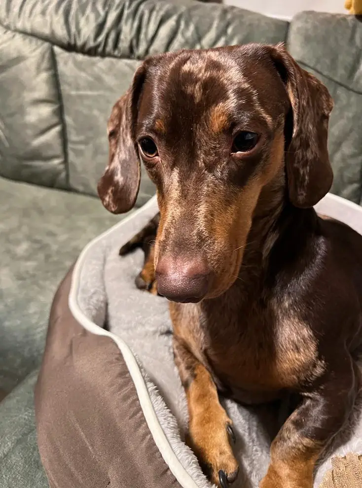 Zwergdackel Rüde zum decken