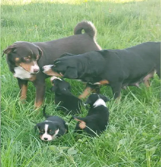 Reinrassige Appenzeller Sennenhund Welpen mit Papieren