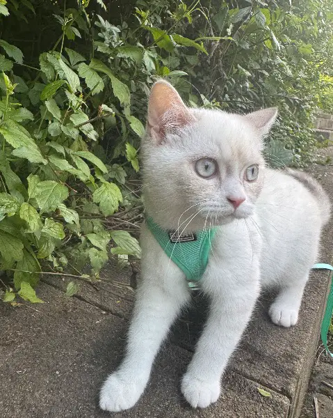 Britishe kurtzhaar Katze