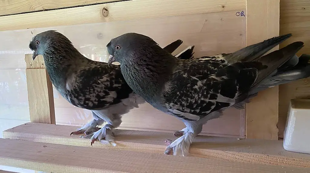 Takla Tauben Paar cakmakli