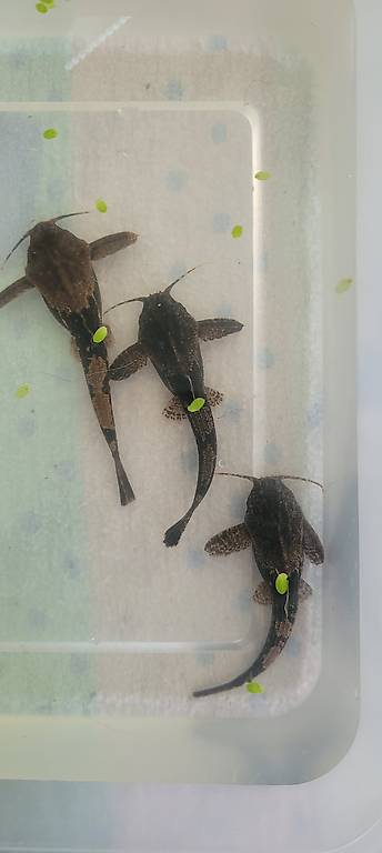 Poisson banjo, bunocephalus knerii.