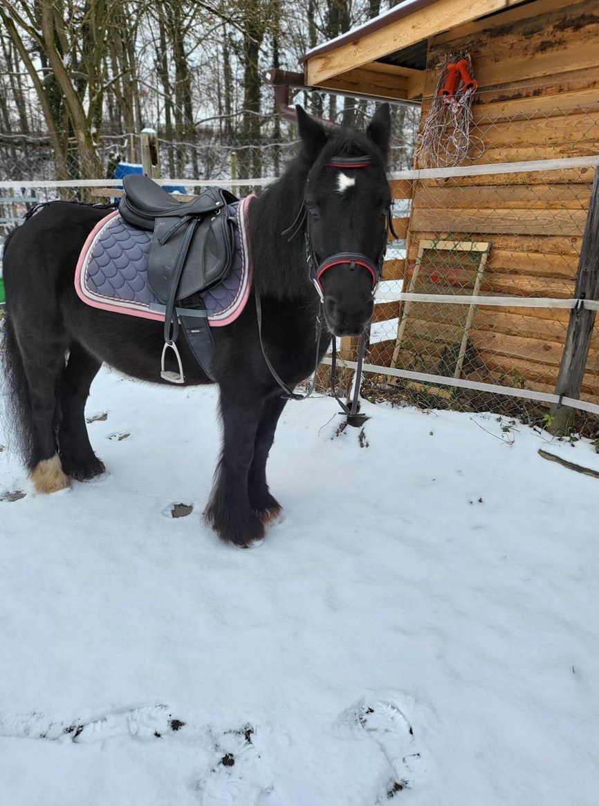 Kinderliebe Tinker Pony Stute, Herkunft Irland
