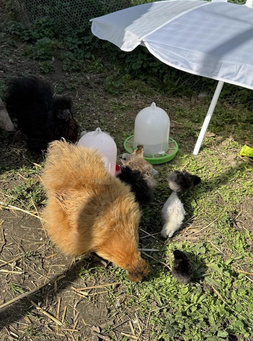 Seidenhuhn Küken abzugeben