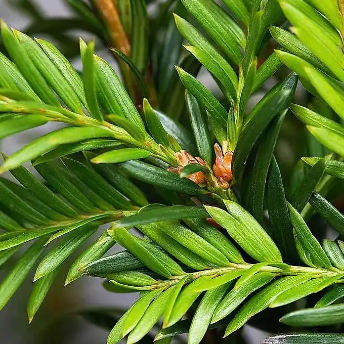 Einheimische Eibe / Taxus baccata 200-225cm