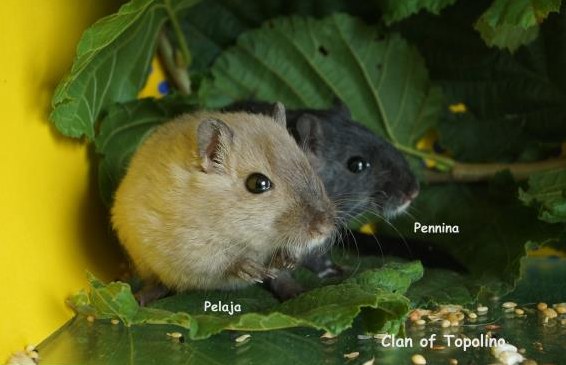 Junge Rennmäuse aus seriöser Zucht in vielen Farben