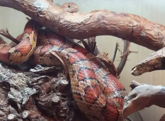 Kornnatter ca 1.60m inklusive Terrarium