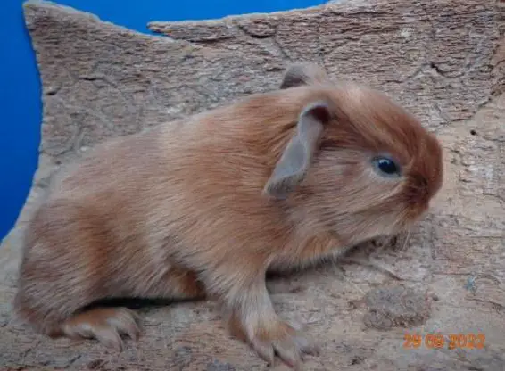 Wunderschöne, farbige Meerschweinchen zu verkaufen