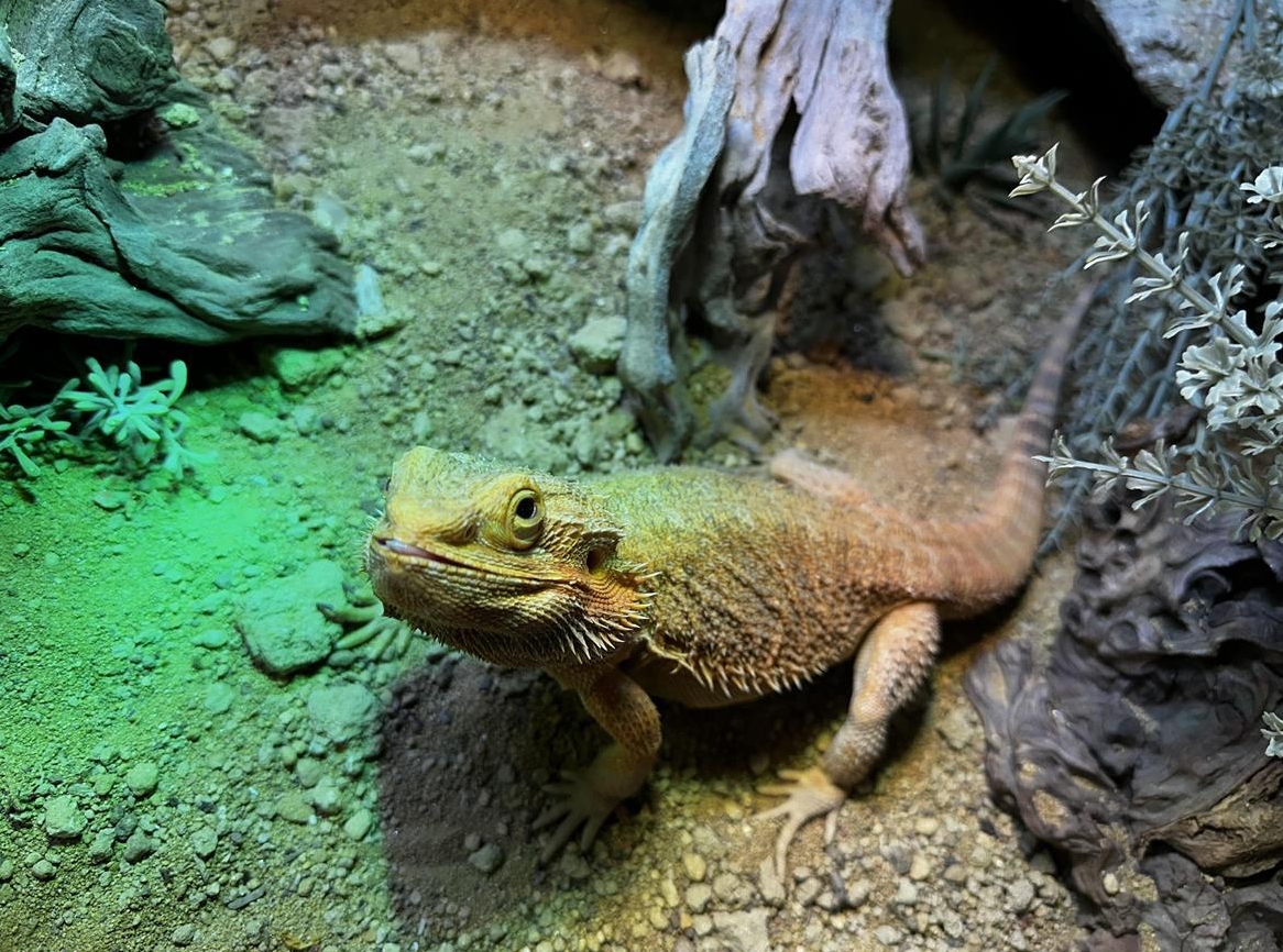 Bartagame weiblich mit Terrarium zu verkaufen