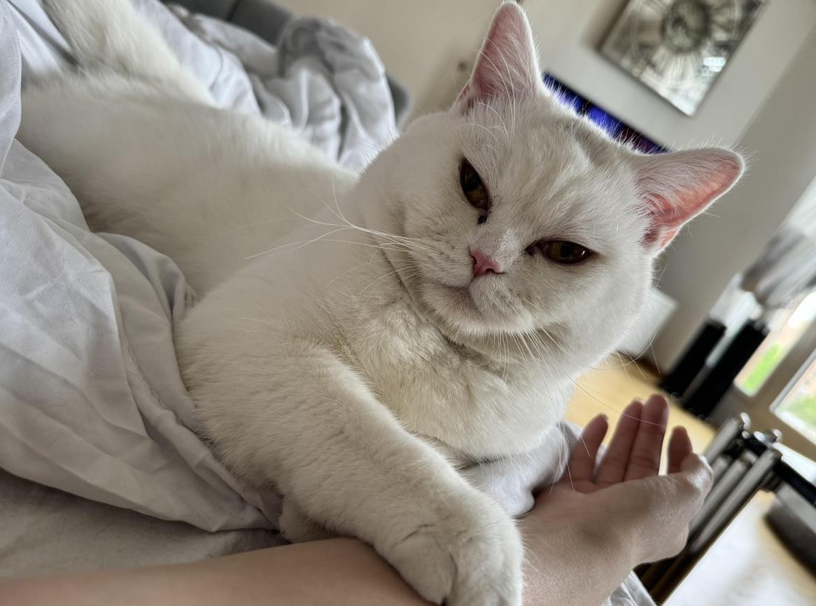 Britisch Kurzhaar Deckkater Pasa