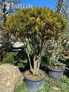 Eibe/ Taxus media Pilzform mehrtriebig H:170cm. Günstig