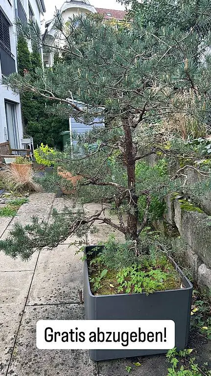 Kiefer-Bäumli im Topf