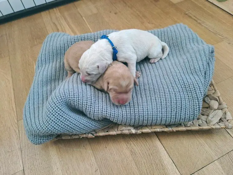 Labradoodle Welpen F1 Standard