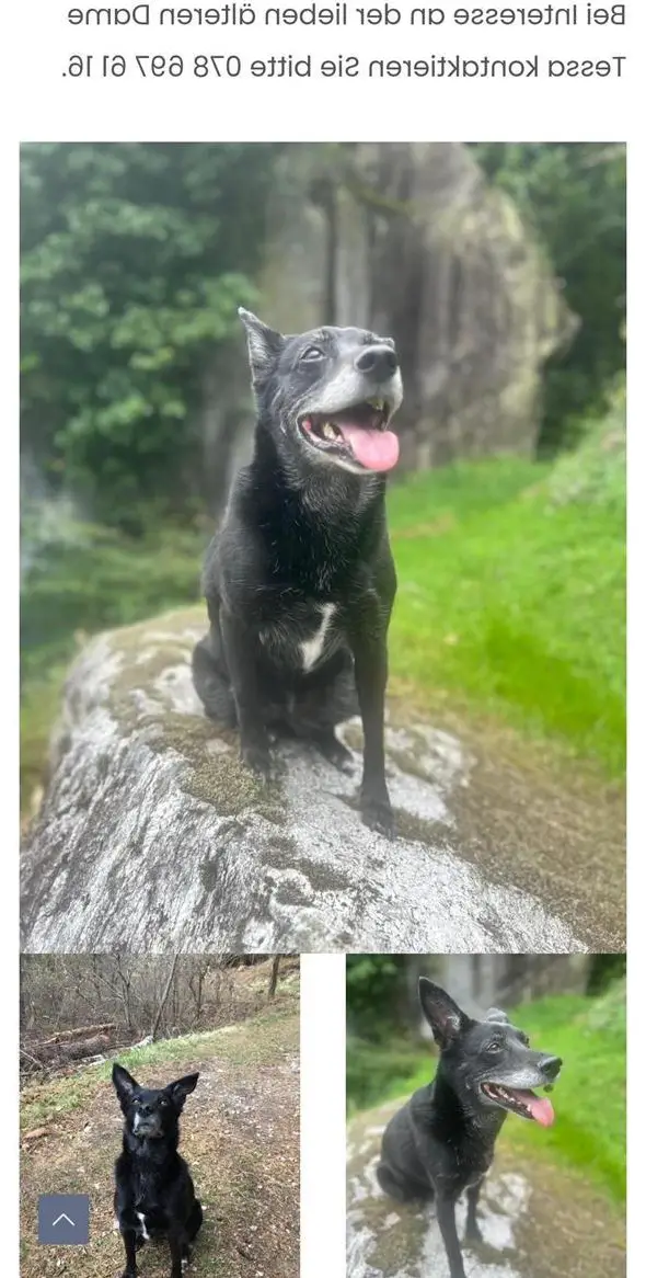 Hündin Tessa sucht ein ruhiges Zuhause