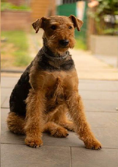 Airedale Terrier