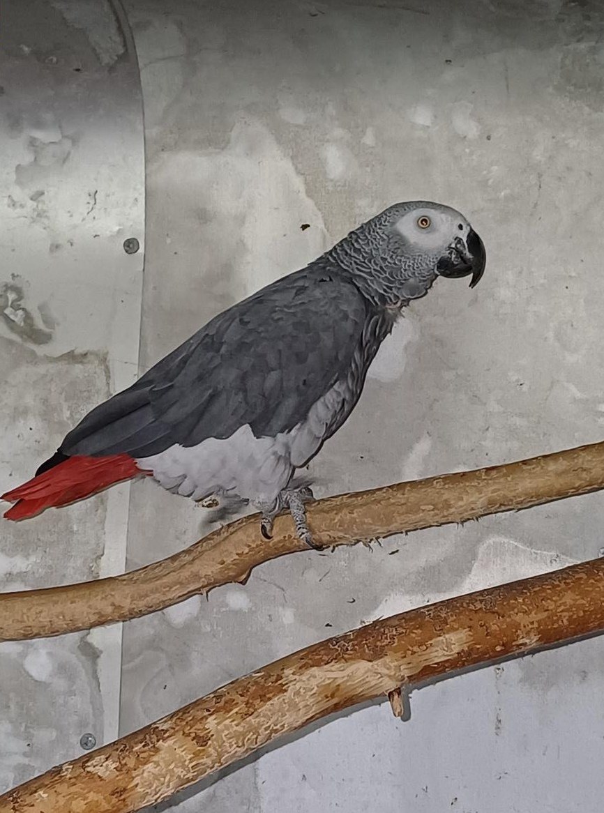 1.0 Graupapagei Männchen zu verkaufen