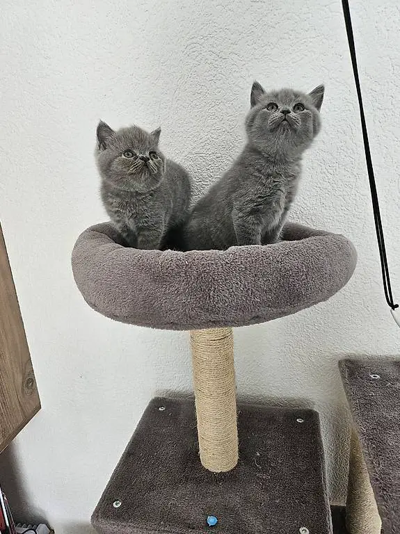 BKH Süsse Baby Katze