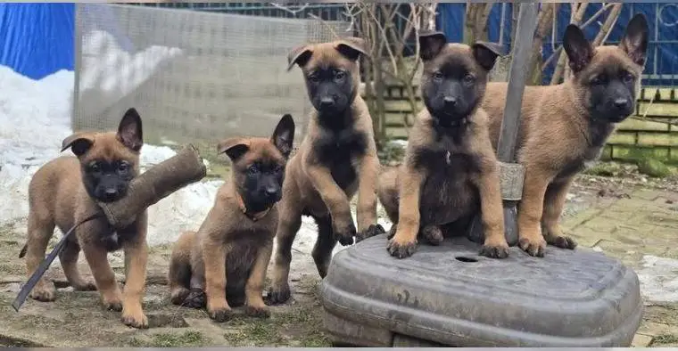 Malinois Welpen