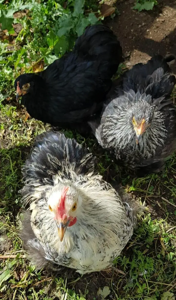 Stamm junger Zwerg Cochin zu verkaufen