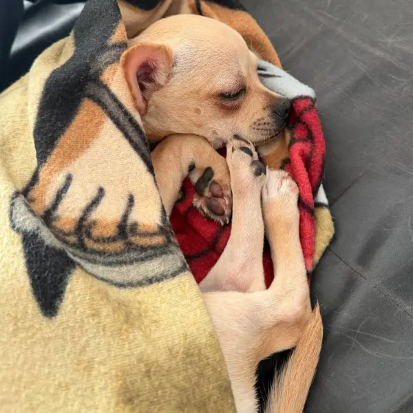 chihuahua junge geboren 22.08.25