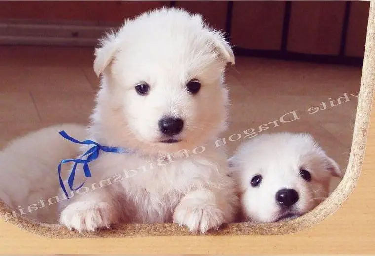 Weisser Schweizer Schäferhund, von HD/ED/PL/MDR1 frei, Langstockhaar Eltern, Welpen mit Papieren