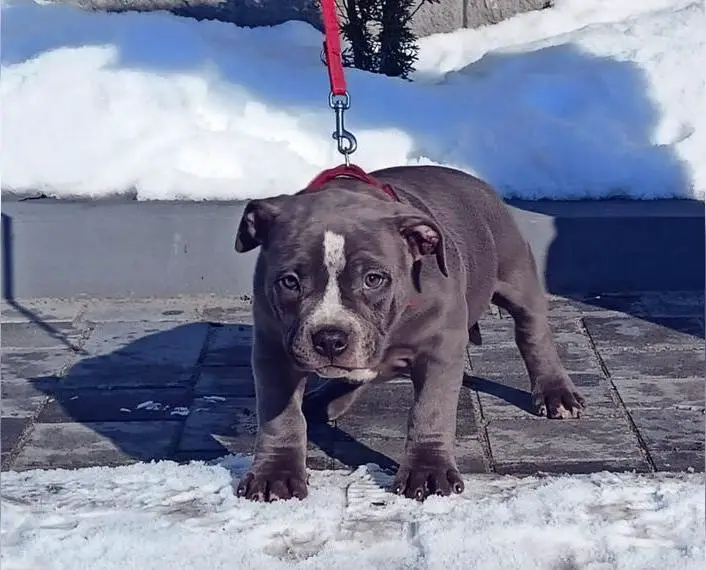 American Staffordshire Welpen