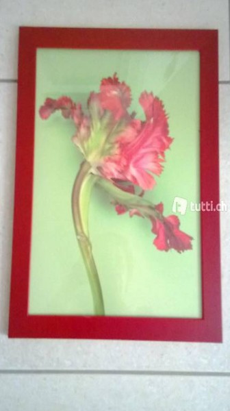 Bild "Tulpe"
