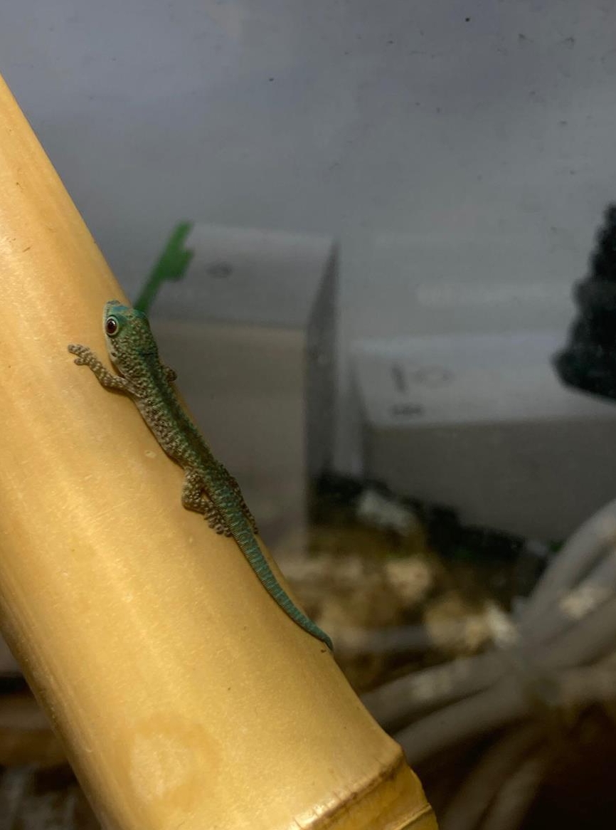 Phelsuma robertmertensi 0.0.1 aus eigener Nachzucht