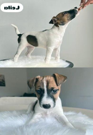 Foxterrier Welpen (glatthaar)