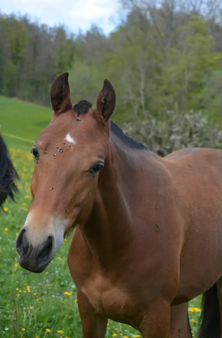 Freiberger Stutfohlen Nomea v. Fürberg, 2-jährig zu verkaufen