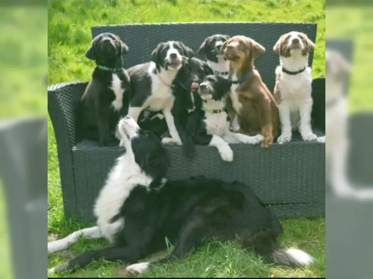 Wurfankündigung Aussiedor (Australian Shepherd x Labrador Retriever)