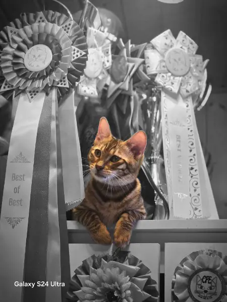 "Audi“Wilde Eleganz vereint mit unendlicher Zärtlichkeit.