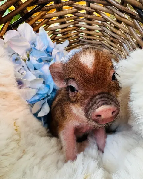 Minischweine / Minipig