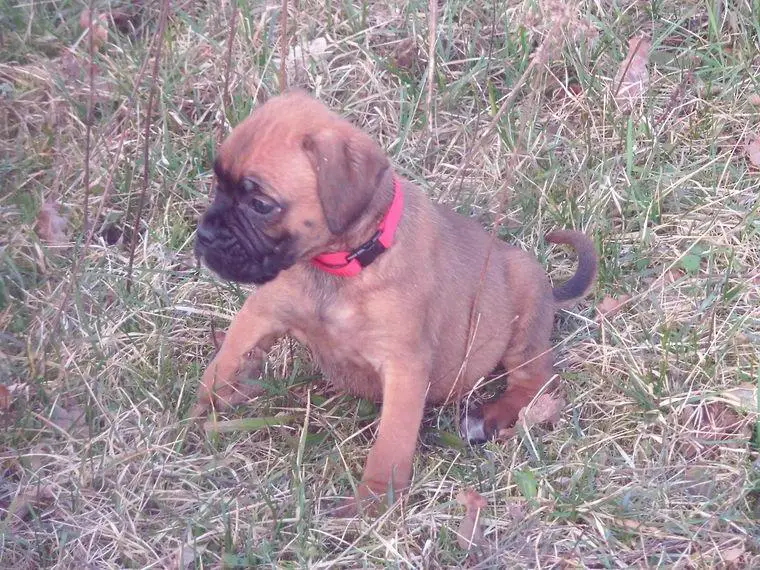 Deutsche Boxer Welpen 2 Hündinnen