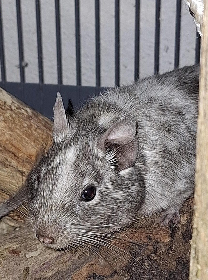 GRATIS: Männliche Degus zu verschenken