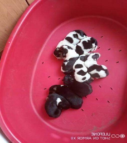 Border-Heeler, Texas Heeler, Border-Collie x Austraillien Cattle Dog