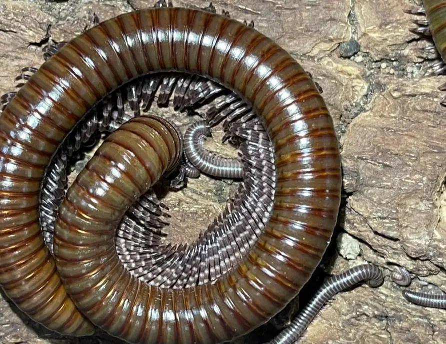 Junge Telodeinopus Aoutii Tausendfüssler zu verkaufen