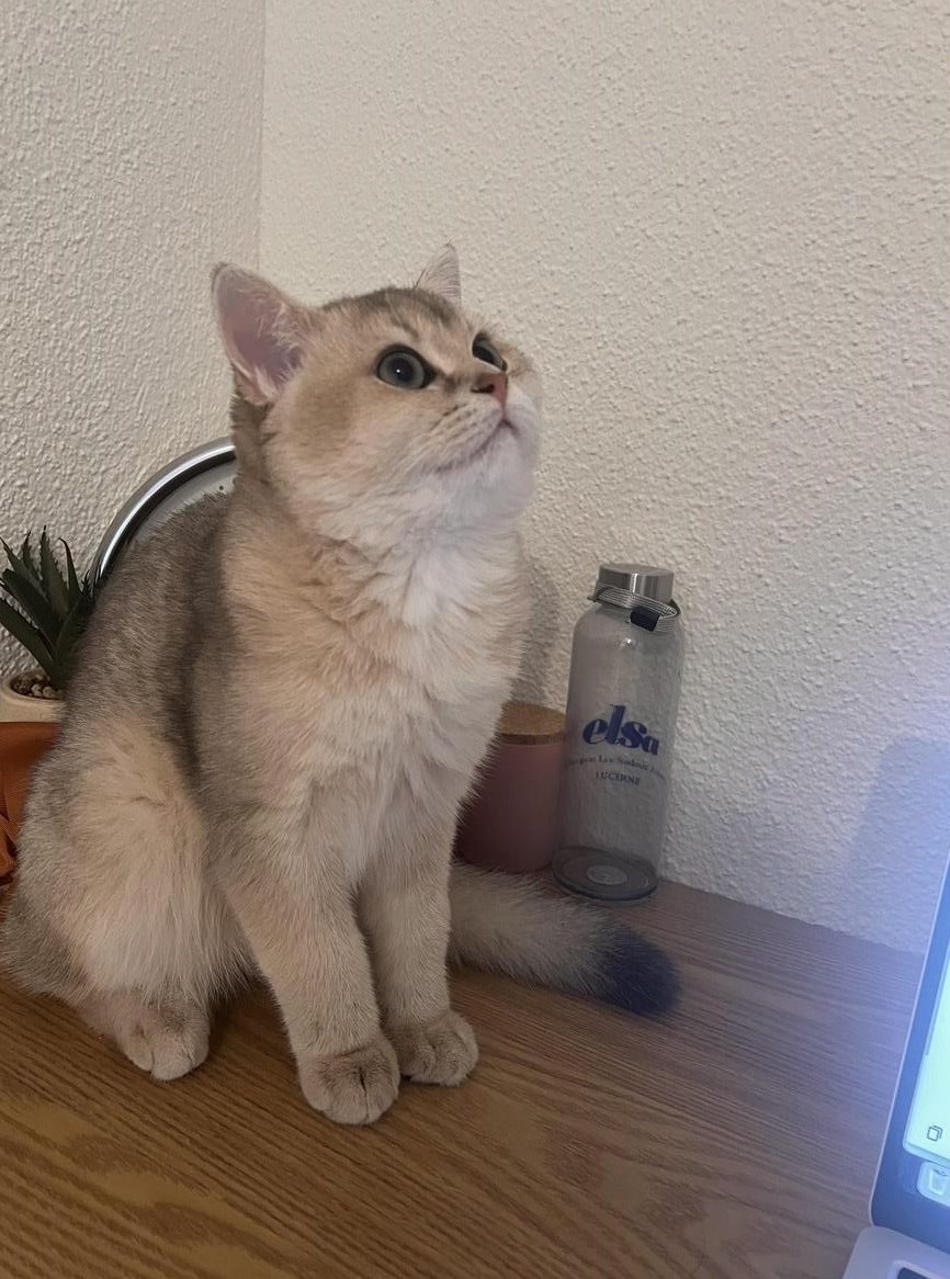 Deckkater Britisch Kurzhaar reinrassig