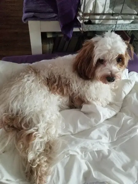 Wurfankündigung von HAVAPOOWELPEN mit besonderer Farbvererbung