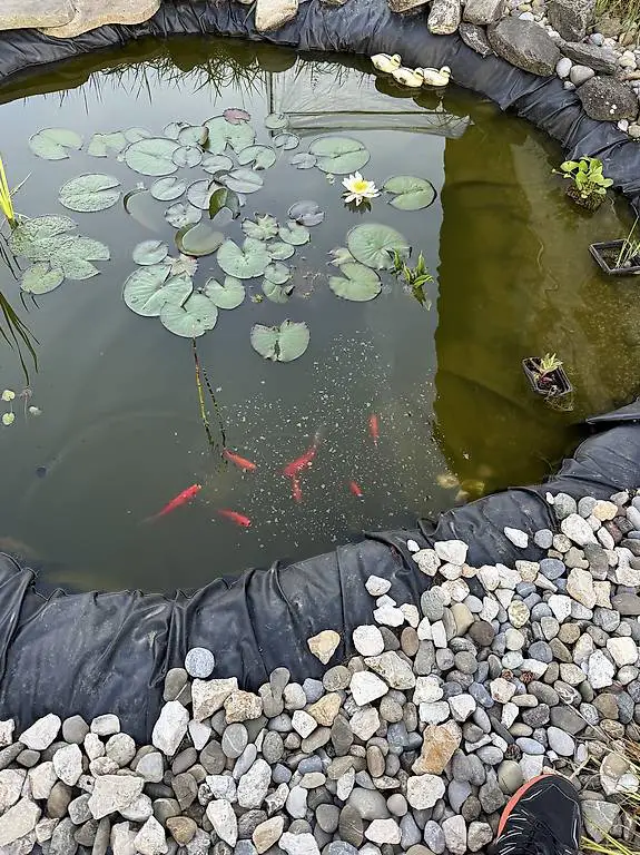 7 Goldfische zu verschenken