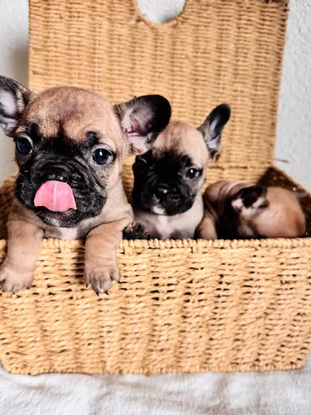 Französische Bulldogge Welpen mit Ahnentafeln