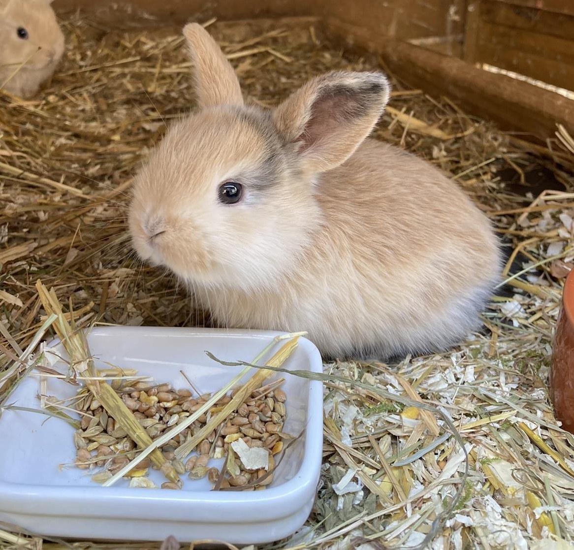 Löwenköpfchen/Zwergwidderli sucht noch ein Plätzli