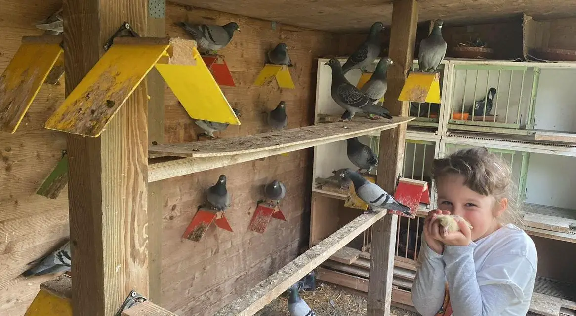 Verschiedene Brieftauben zum verkaufen