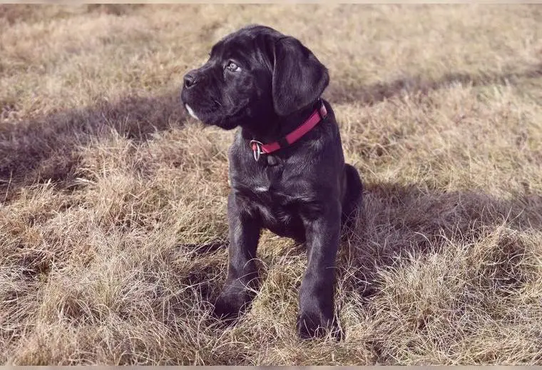 Cane Corso Welpen