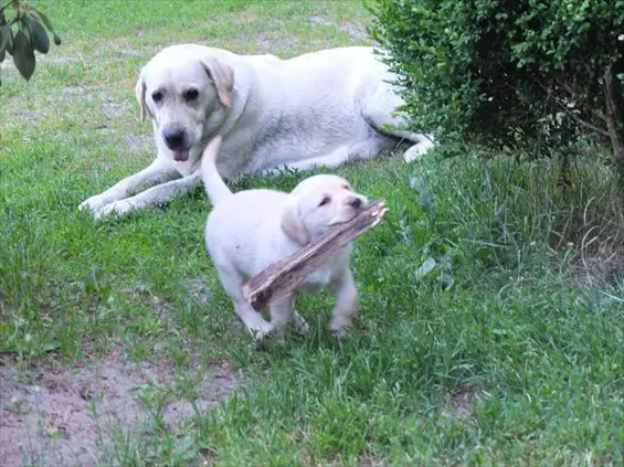 Schöne Labrador Welpen Annahme