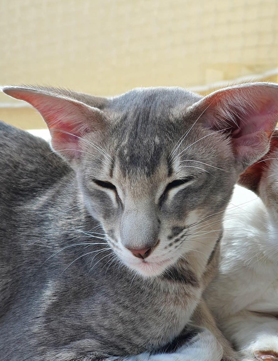 Halbjähriger Orientalisch Kurzhaar Kater sucht neue Eltern