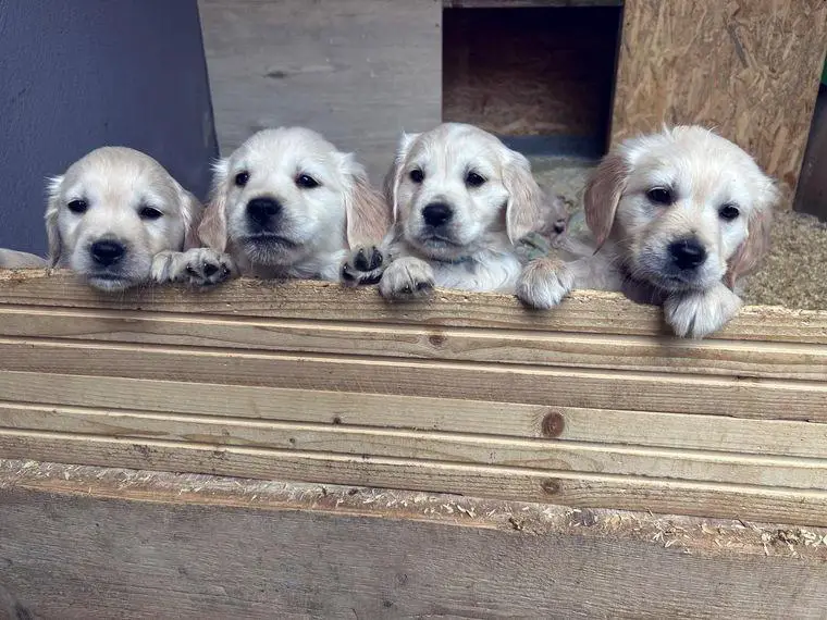 Golden Retriever Welpen aus Hobbyzucht