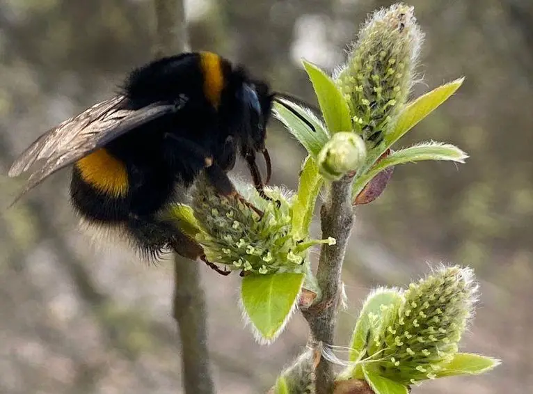 Suchen Pferdepfleger ca. 70% nach Frauenfeld TG