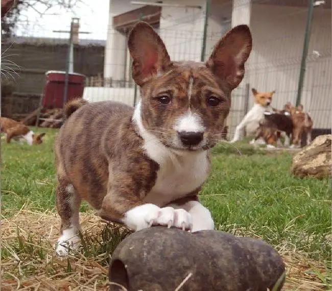 Basenji Welpen mit FCI Papieren