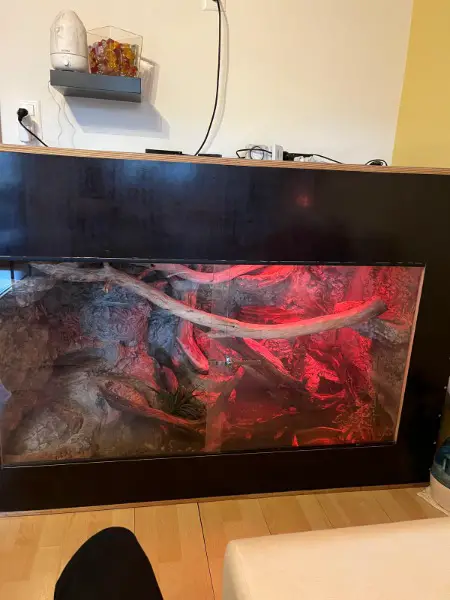 Königspython inklusive voll ausgestatetem, grossen Terrarium