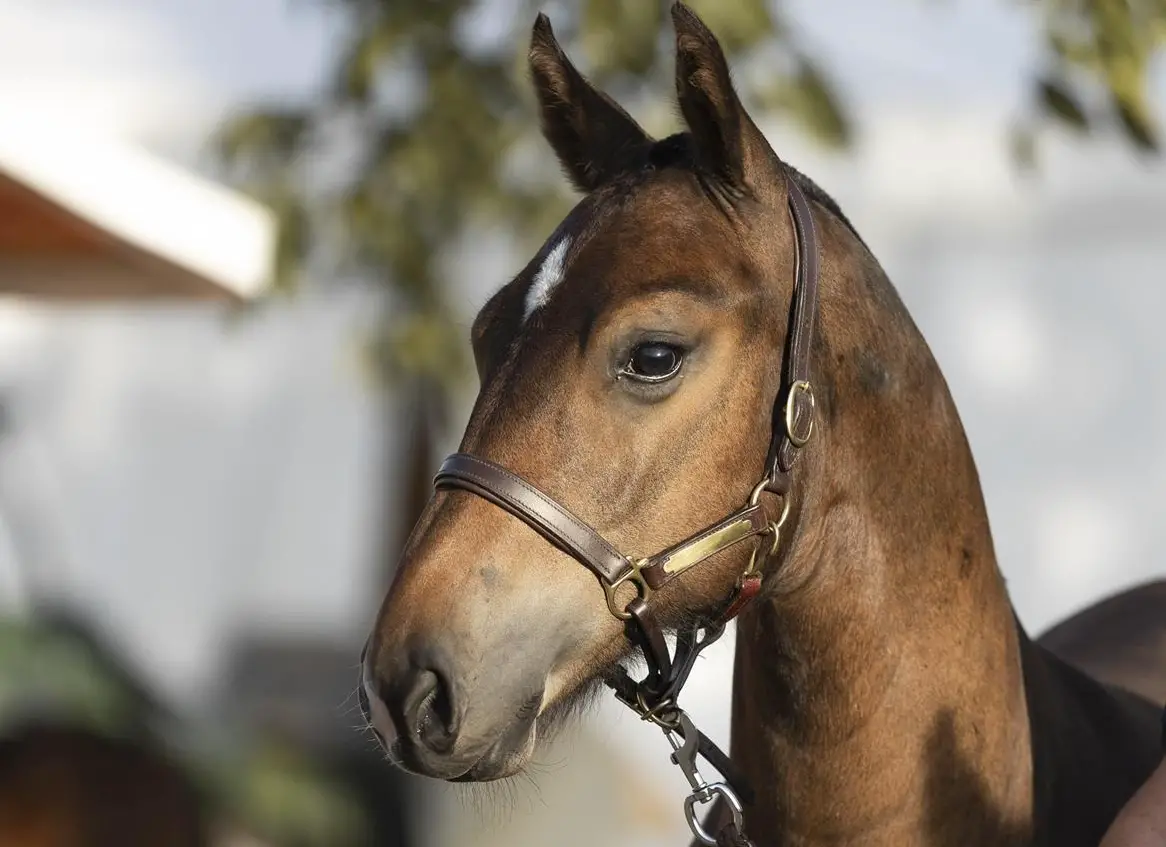 Freiberger Hengstfohlen Harvey v. Fürberg, 1-jährig zu verkaufen